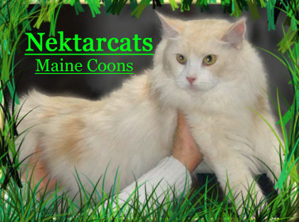 Nektarcats Maine Coons