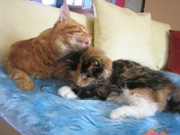 PanonHunters Maine Coons 2016