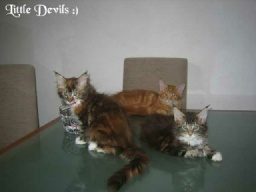 PanonHunters Maine Coons 2016