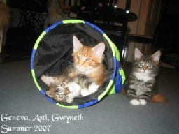 PanonHunters Maine Coons 2016