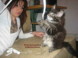 PanonHunters Maine Coons 2016