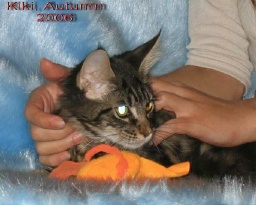 PanonHunters Maine Coons 2016