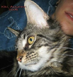 PanonHunters Maine Coons 2016