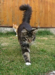 PanonHunters Maine Coons 2016