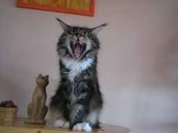 PanonHunters Maine Coons 2016