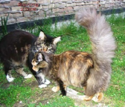 PanonHunters Maine Coons 2016