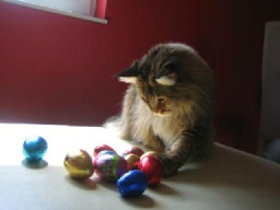 PanonHunters Maine Coons 2016