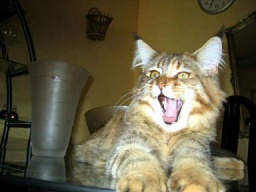 PanonHunters Maine Coons 2016