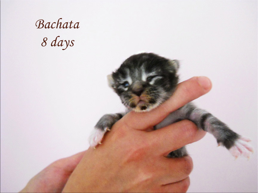 PanonHunters Bachata