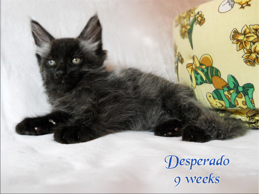 PanonHunters Desperado
