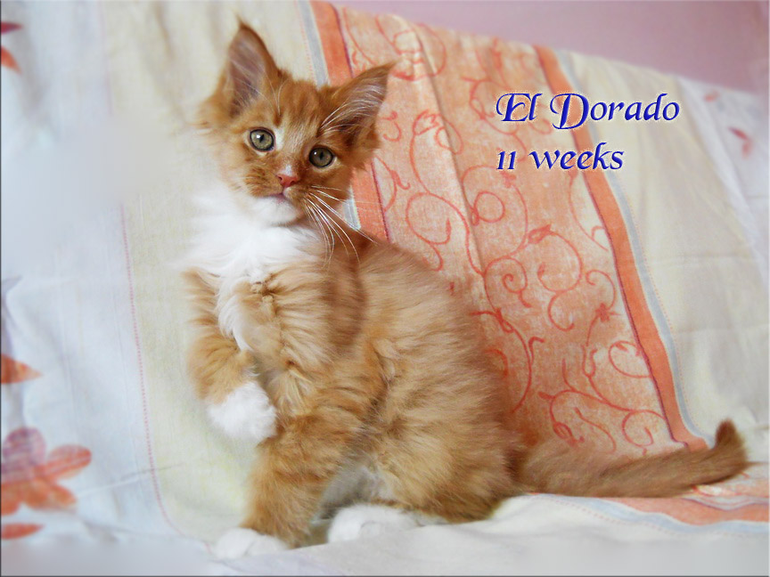 PanonHunters El Dorado