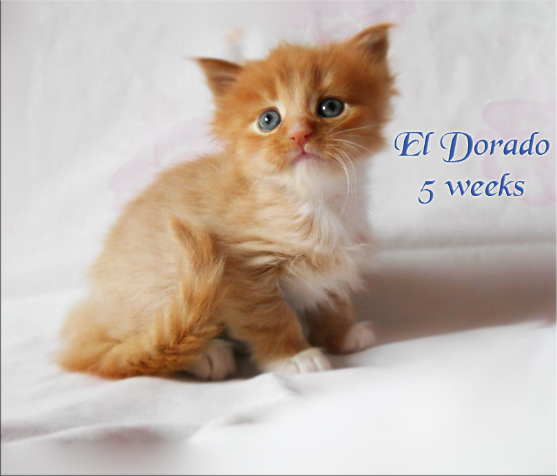 PanonHunters El Dorado