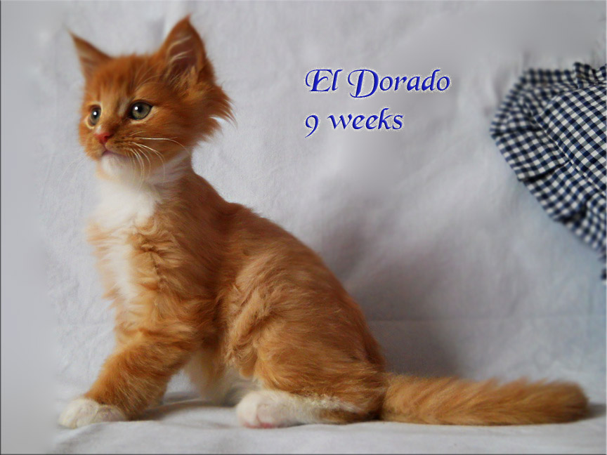 PanonHunters El Dorado