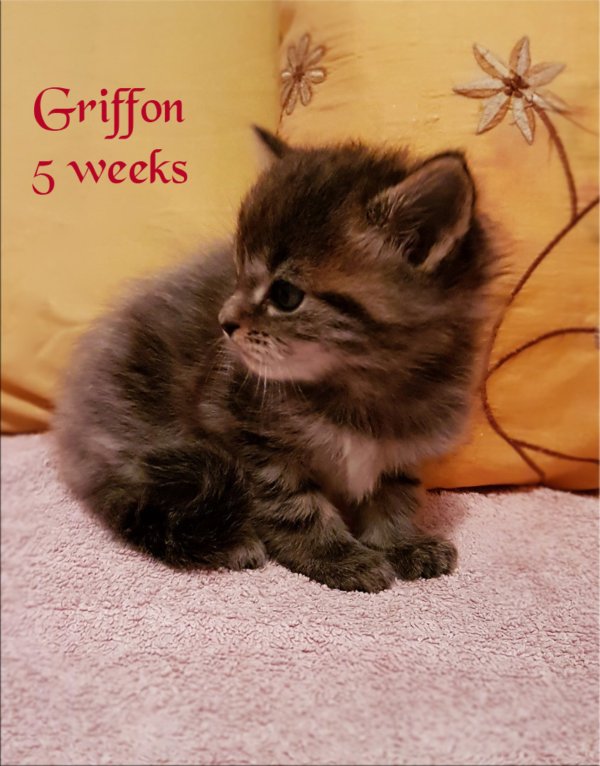 PanonHunters Griffon