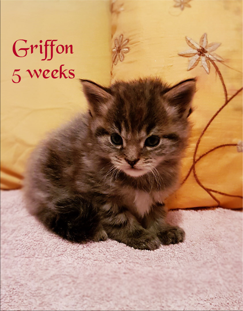 PanonHunters Griffon