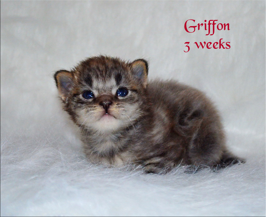 PanonHunters Griffon