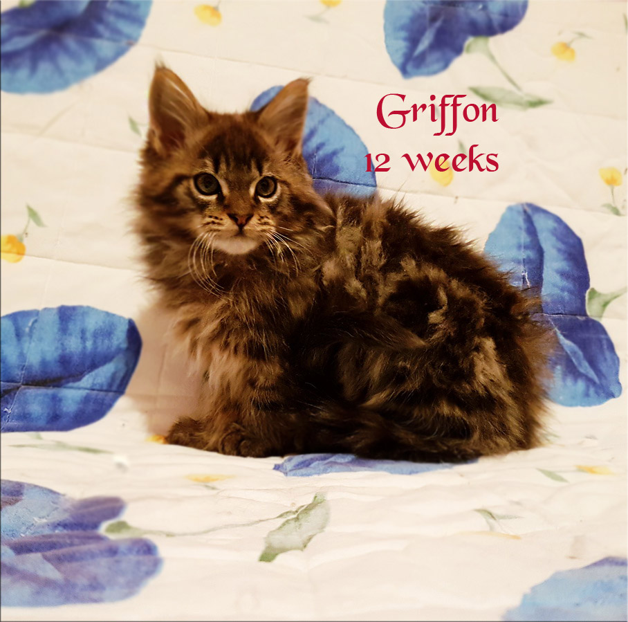 PanonHunters Griffon