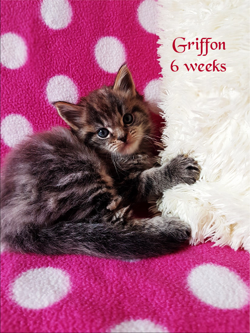 PanonHunters Griffon