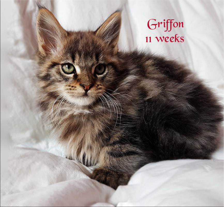 PanonHunters Griffon