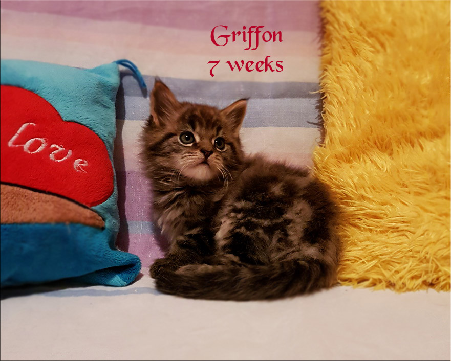 PanonHunters Griffon