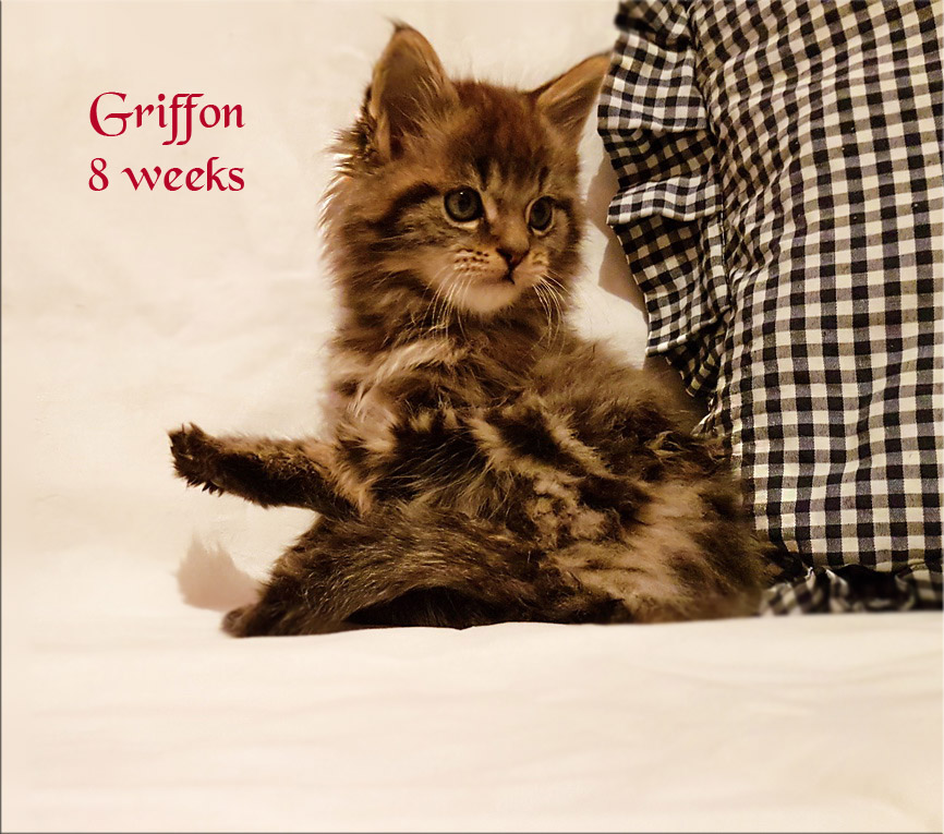 PanonHunters Griffon