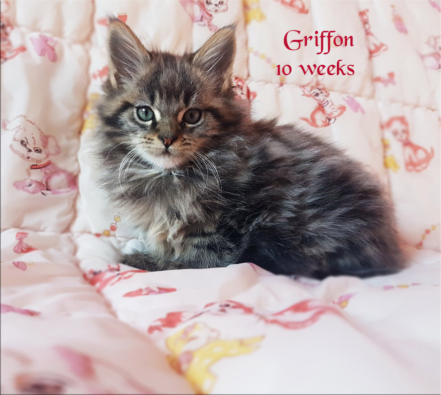 PanonHunters Griffon