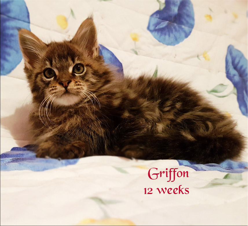PanonHunters Griffon