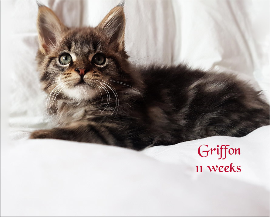 PanonHunters Griffon