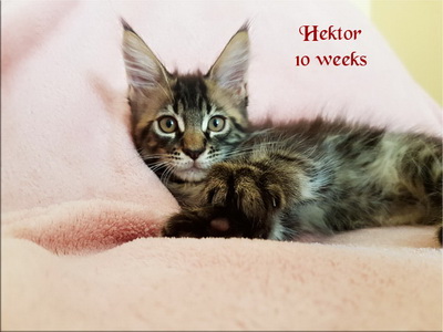 hektor10