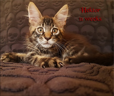 Hektor11