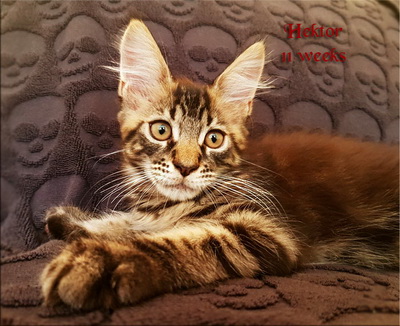 Hektor11