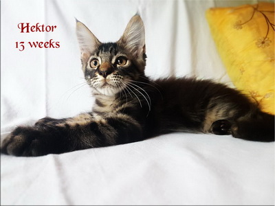 Hektor13w
