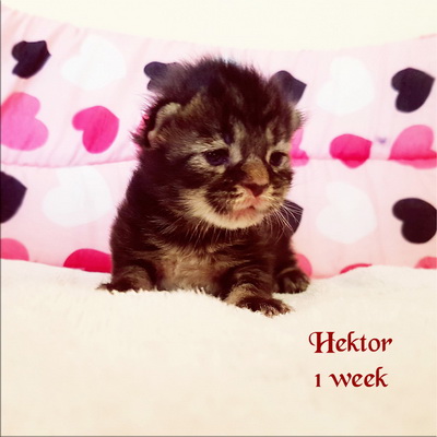 Hektor1w