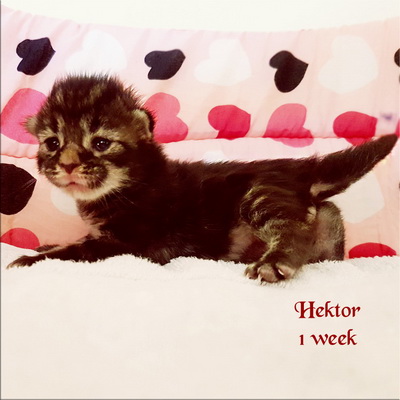 Hektor1w