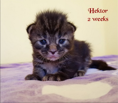 Hektor