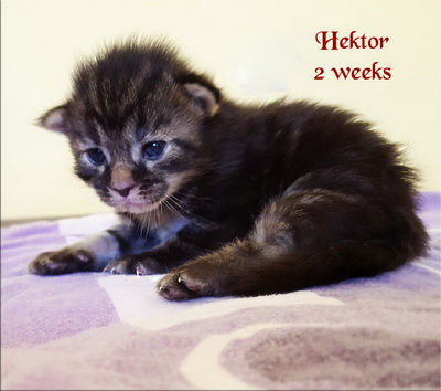 Hektor