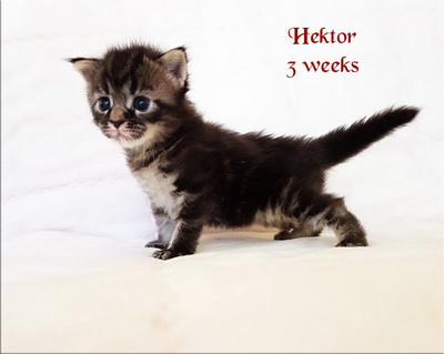 hektor3