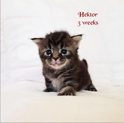 hektor3