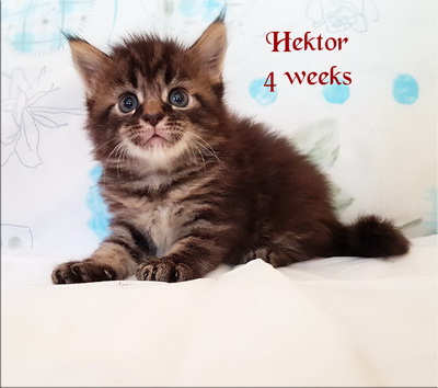 hektor4