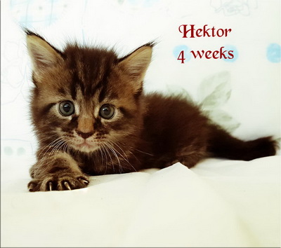 hektor4