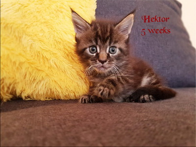 hektor5