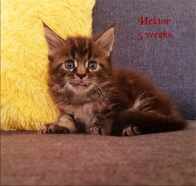 hektor5