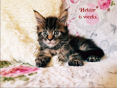 hektor6