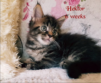 hektor6