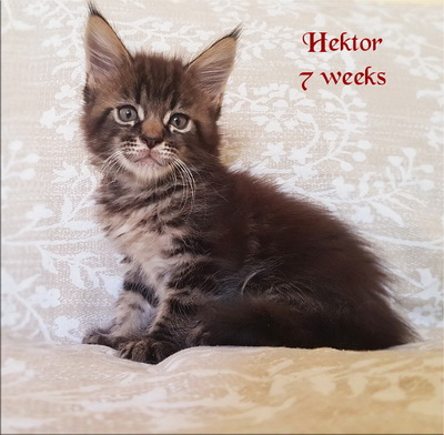 Hektor7