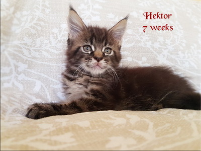 Hektor7