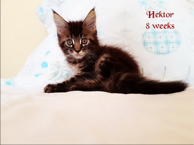 Hektor8