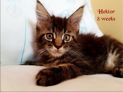 Hektor8
