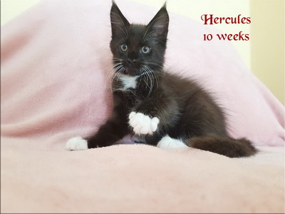 hercules10