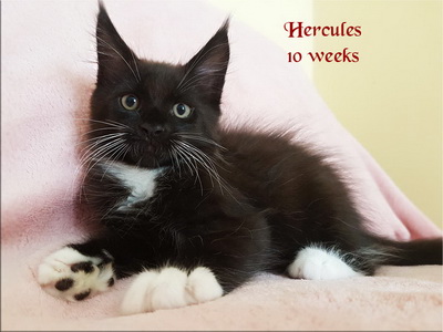 hercules10